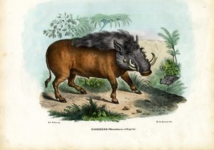 イボイノシシ、1863-79 作： Raimundo Petraroja